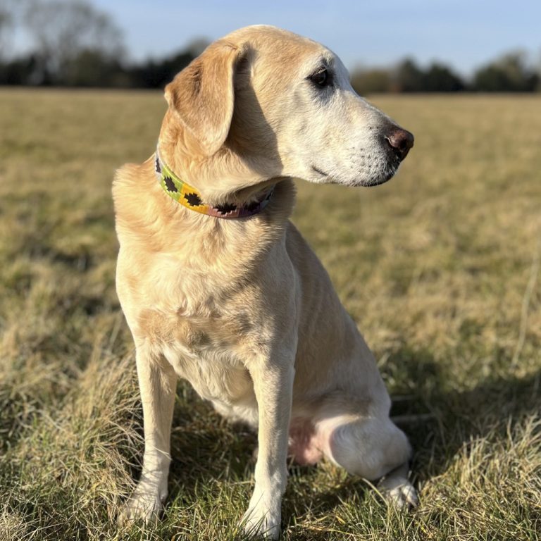 Animal Yellow Ribbon On Dog Leash Meaning Yellow Collar Dog